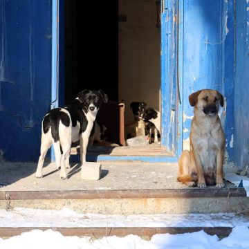 В Лисичанске сложилась критическая ситуация с бездомными собаками